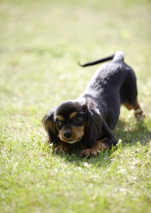 横須賀市で獣医をお探しでしたら