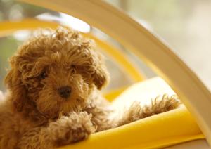 秦野で、犬猫からエキゾまでの動物病院