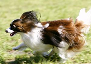 ダックスフンドのブリーダーをお探しなら