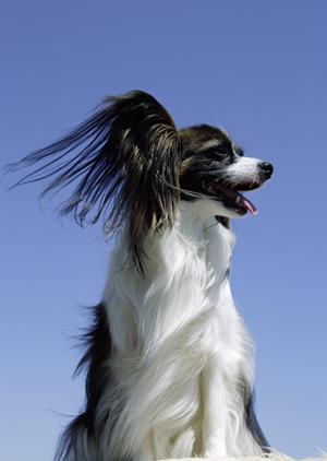 犬の健康管理に必要な療法食の選び方と注意点