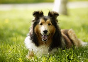 猫カフェで猫と接してみましょう