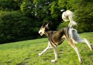 ビションフリーゼの購入に便利なお店