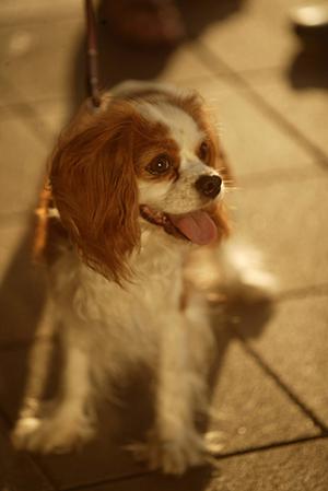 ペット保険に加入をするならau損保