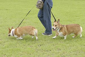 「大阪空港近くで安心！ペットホテル選びのポイントとおすすめ施設ガイド」