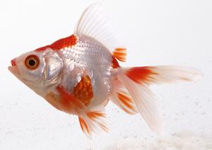 珍しい動物がいる六本木のカフェ