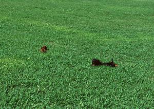 訪問埋葬「わんにゃんセレモニーM’s」