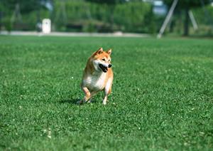 ペットと安心の引越しを実現するための完全ガイド：ストレスフリーな移動方法とサービスを徹底解説