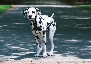 旭川市大町に位置する緑の森どうぶつ病院：自然に囲まれた癒しの環境と先進医療を提供