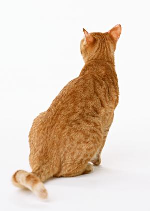 集客をしたい方の為のECサイト作り