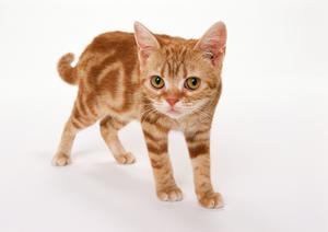 伊勢原で信頼できる動物病院を見つけるための完全ガイド：健康診断から予防接種まで徹底解説