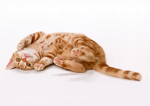 最新の医療が受けられる動物病院