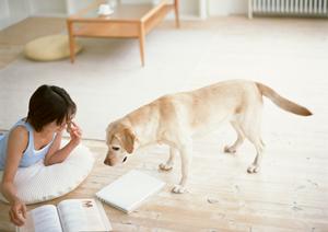 魅力的で手に入るラガマフィンの子猫